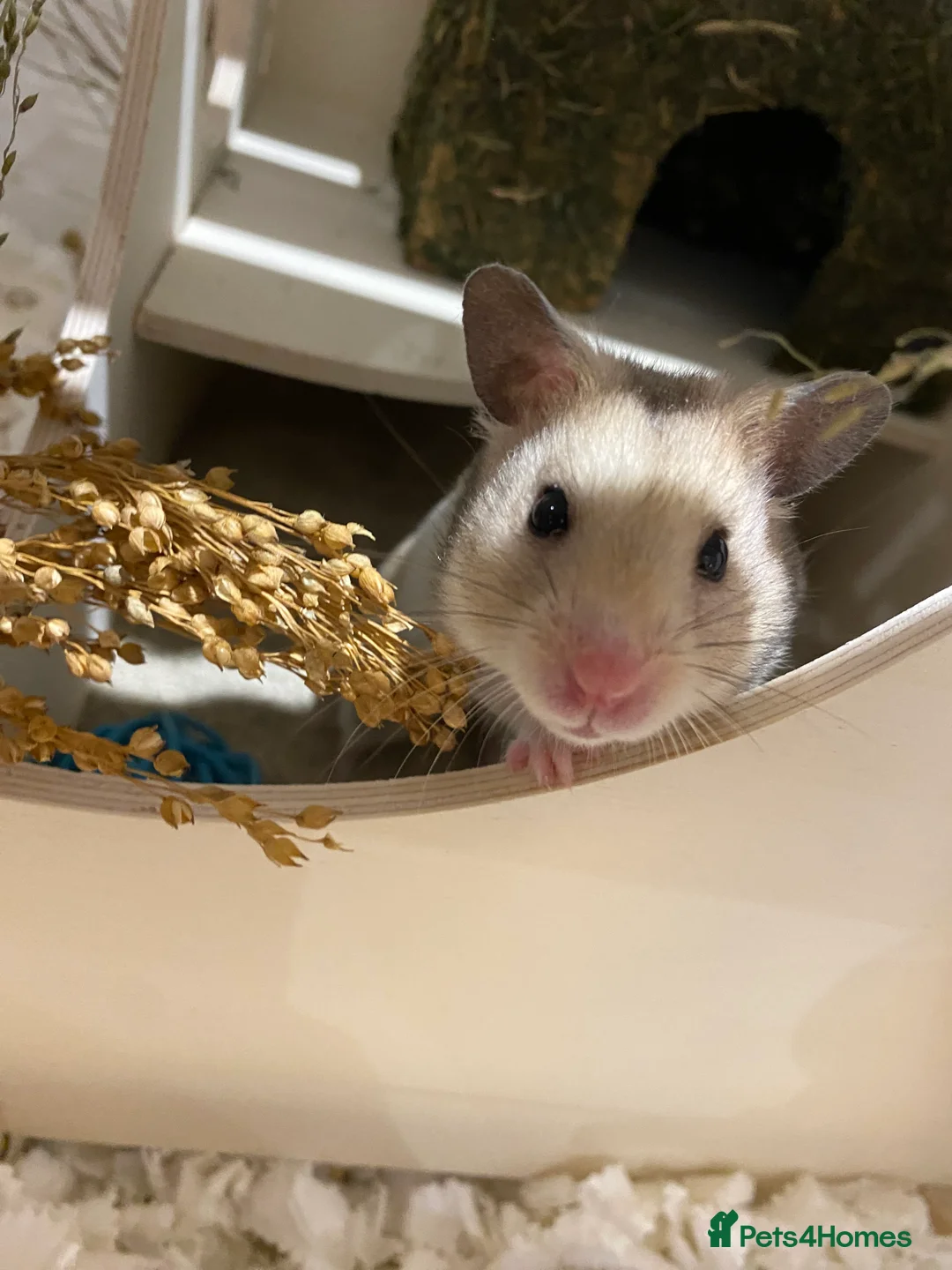 Hamster rodents for sale: Lovely hamster looking for new home 🩷 in Lewes - Advert 3