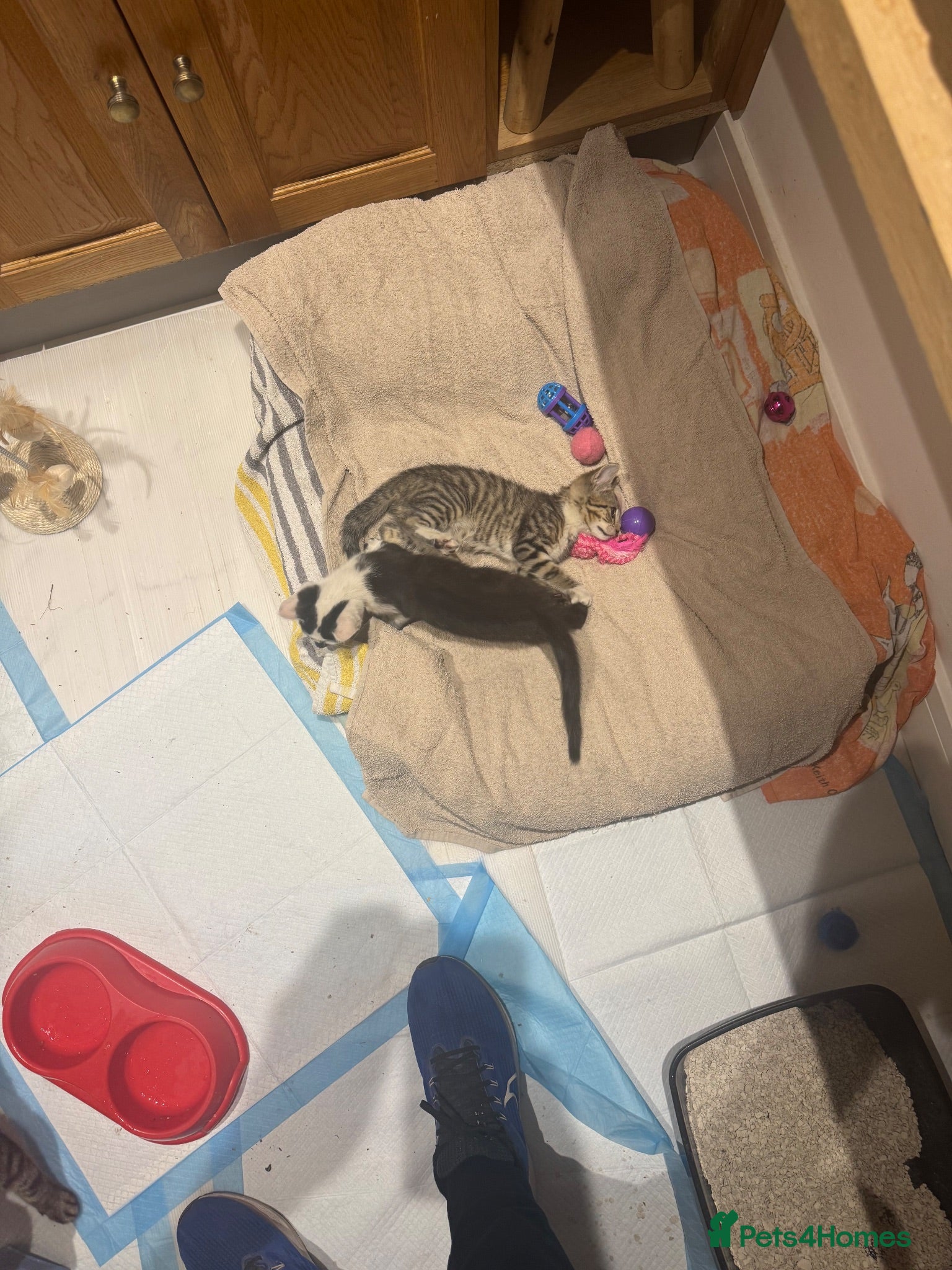 Mixed Breed cats Mummy And kitten  - Advert 1