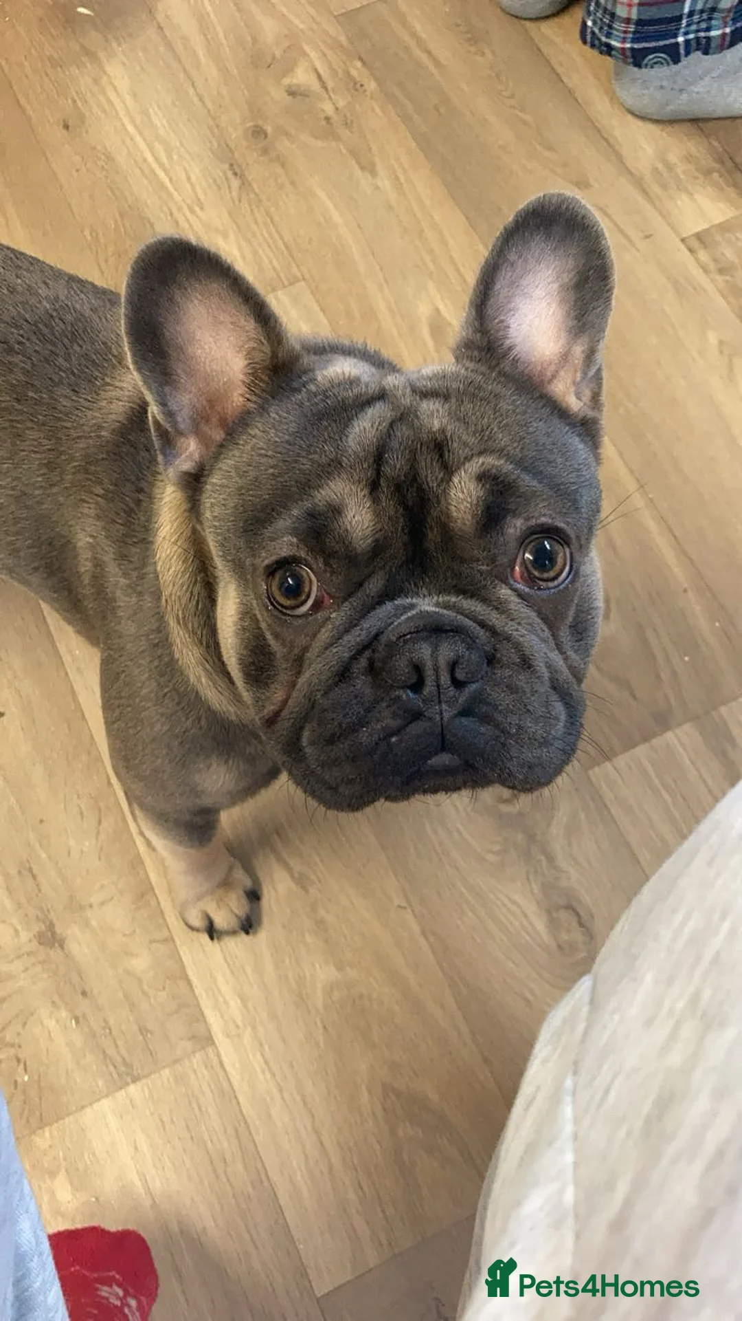 French Bulldog dogs for stud: French bulldog for stud  - Advert 2