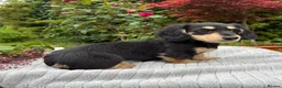 Miniature Dachshund dogs for sale: GORGEOUS KC reg PRA CLEAR MINI DACHSHUND PUPPIES - Advert 15