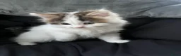 British Longhair cats for sale: CUTE FLUFFY KITTENS LOOKING FOR A FOREVER HOME - Advert 11