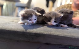 Mixed Breed cats for sale: Kittens for 5 star homes only  - Image 1