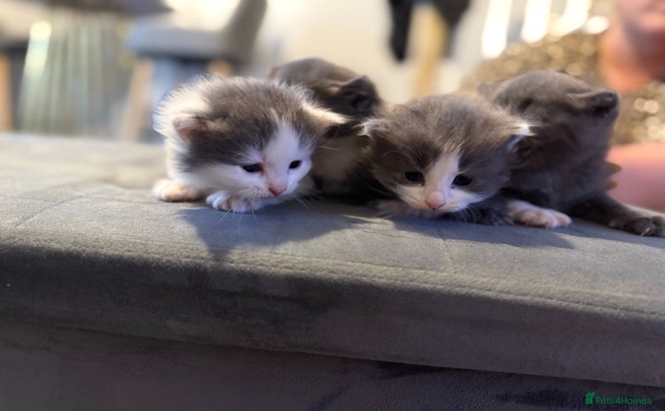 Mixed Breed cats - Advert 7