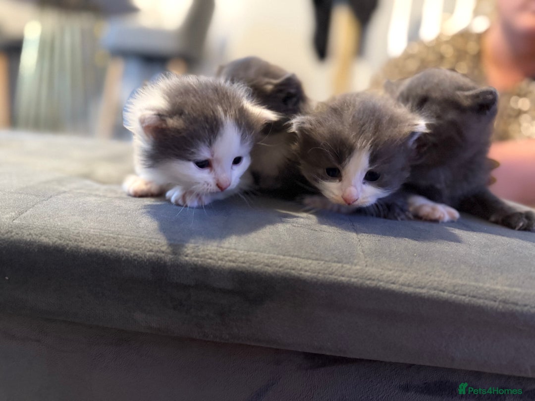Mixed Breed cats for sale: Kittens for 5 star homes only  - Image 1