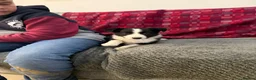 Border Collie dogs for sale: Border collie  - Advert 19