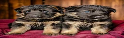 German Shepherd dogs for sale: Jas Padda in Romford - Advert 2
