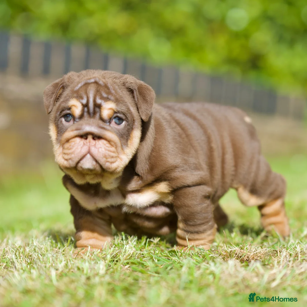 English Bulldog dogs for sale: EPIC BULLYZ RARE BULLDOGS in Halesowen - Advert 1