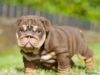 English Bulldog dogs for sale: EPIC BULLYZ RARE BULLDOGS - Advert 1