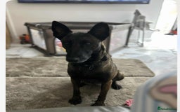 Belgian Shepherd Dog dogs for sale: Belgian Malinois puppies  - Image 6