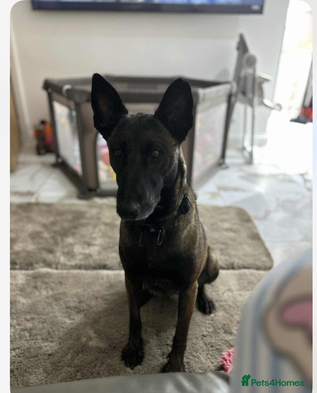 Belgian Shepherd Dog dogs for sale: Belgian Malinois puppies  - Image 6