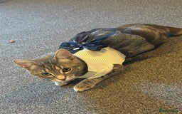 Domestic Shorthair cats for sale: 2 gorgeous kittens for sale - Image 5