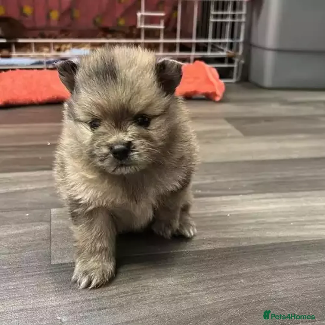 Pomeranian dogs for sale: 3 Female / 1 Male Pomeranian puppies for sale - Advert 3