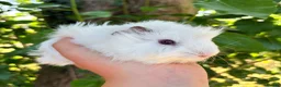 Guinea Pig rodents for sale: LOTS Of Gorgeous Gentle Baby Boy Guinea Pigs 🩵 - Advert 7