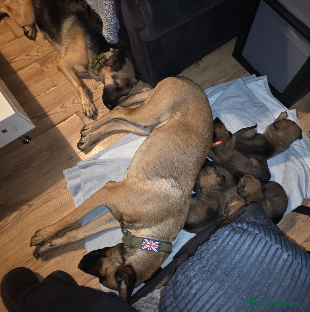 Mixed Breed dogs for sale: 11 german shepherd X Belgium malinois in Exmouth - Image 4