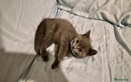 British Shorthair cats for sale: Gorgeous British blue kittens 🩶🤍🩵 - Image 3