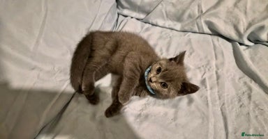 British Shorthair cats - Advert 9