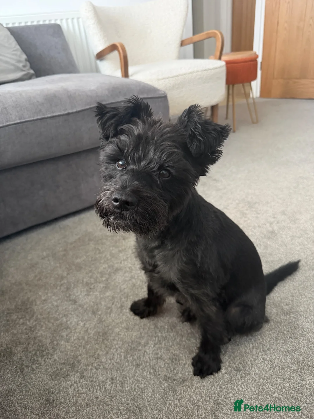 Miniature Schnauzer dogs for stud: Snoop - Advert 1