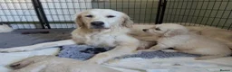 Golden Retriever dogs for sale: GORGEOUS CHUNKY HEALTHY PUPPIES  in Rochdale - Advert 4