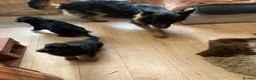German Shepherd dogs for sale: German shepherd straight back puppies - Advert 8