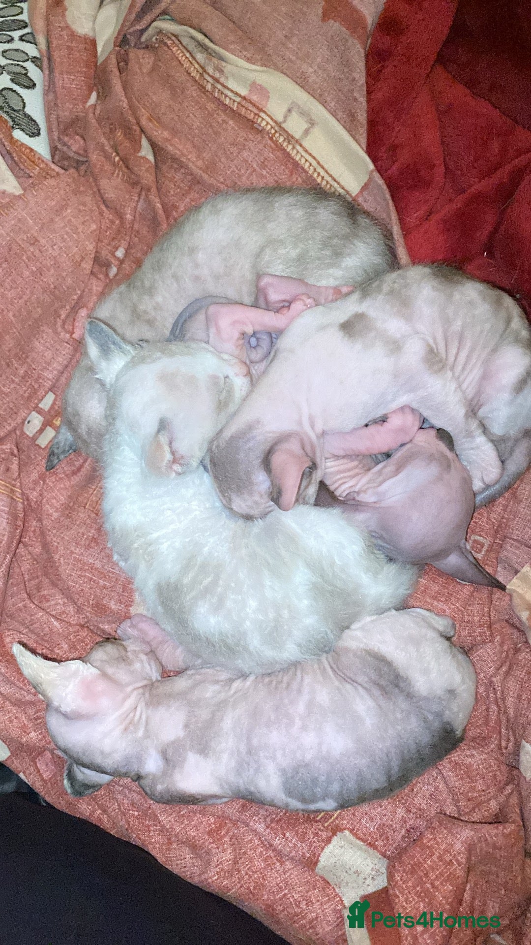 Sphynx cats for sale: Sphynx kittens 😍🥰🥰 - Advert 21