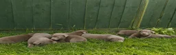 Labrador Retriever dogs for sale: 3 BOYS left Stunning Silver Labrador Pups  - Advert 9