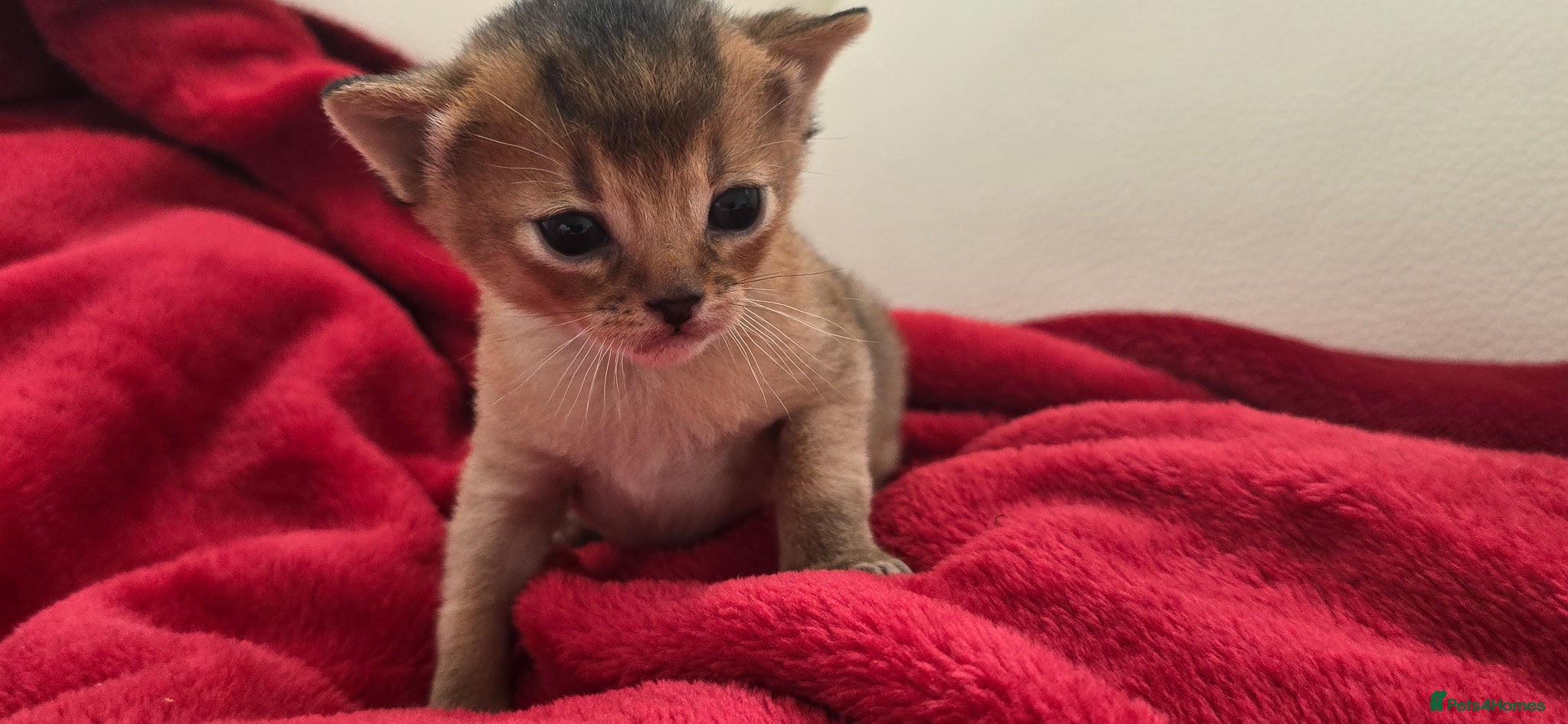Abyssinian cats Beautiful Abyssinian female kittens  - Advert 2