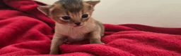 Abyssinian cats for sale: Beautiful Abyssinian female kittens  - Advert 2