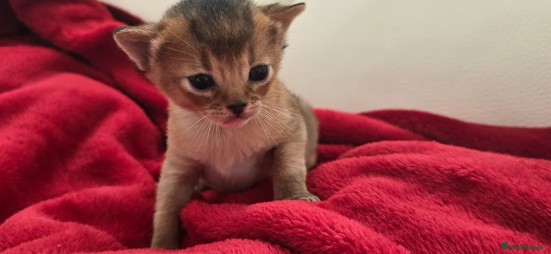 Abyssinian cats for sale: Beautiful Abyssinian female kittens  - Advert 2