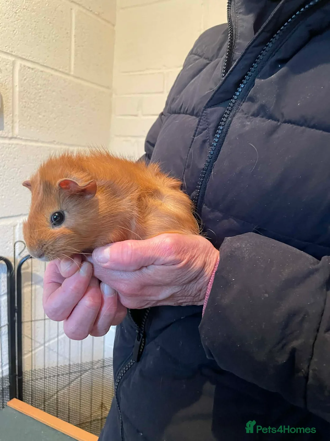 Guinea Pig rodents for sale: Baby Guinea pigs - Advert 2
