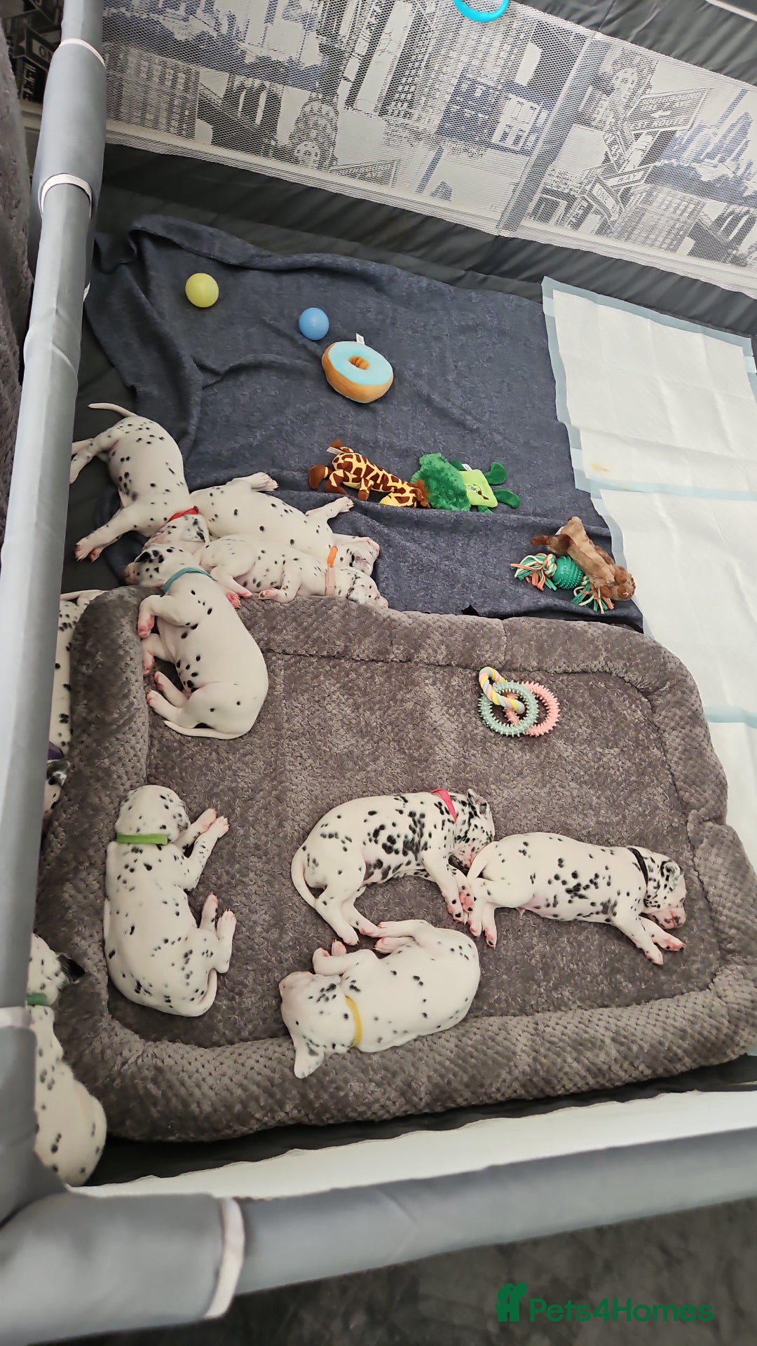 Dalmatian dogs for sale: beautiful dalmatian puppies - Advert 7