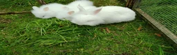 Lionhead rabbits for sale: Beautiful lionhead babies - Advert 2
