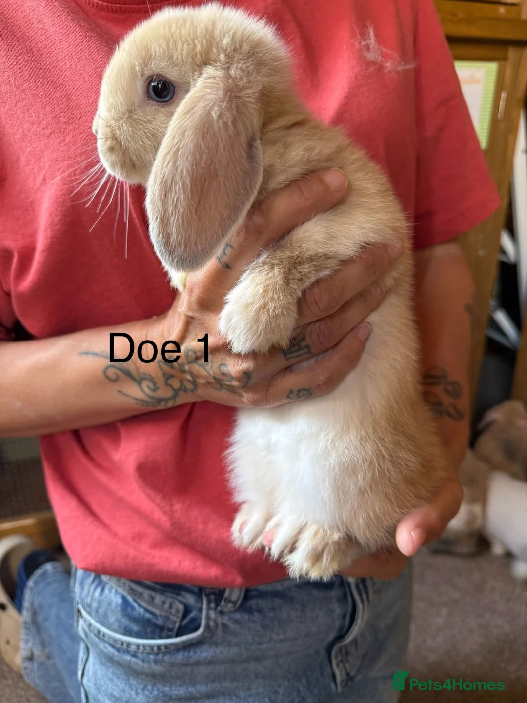 Mini Lop rabbits for sale: Beautiful babies mini lops - Advert 2