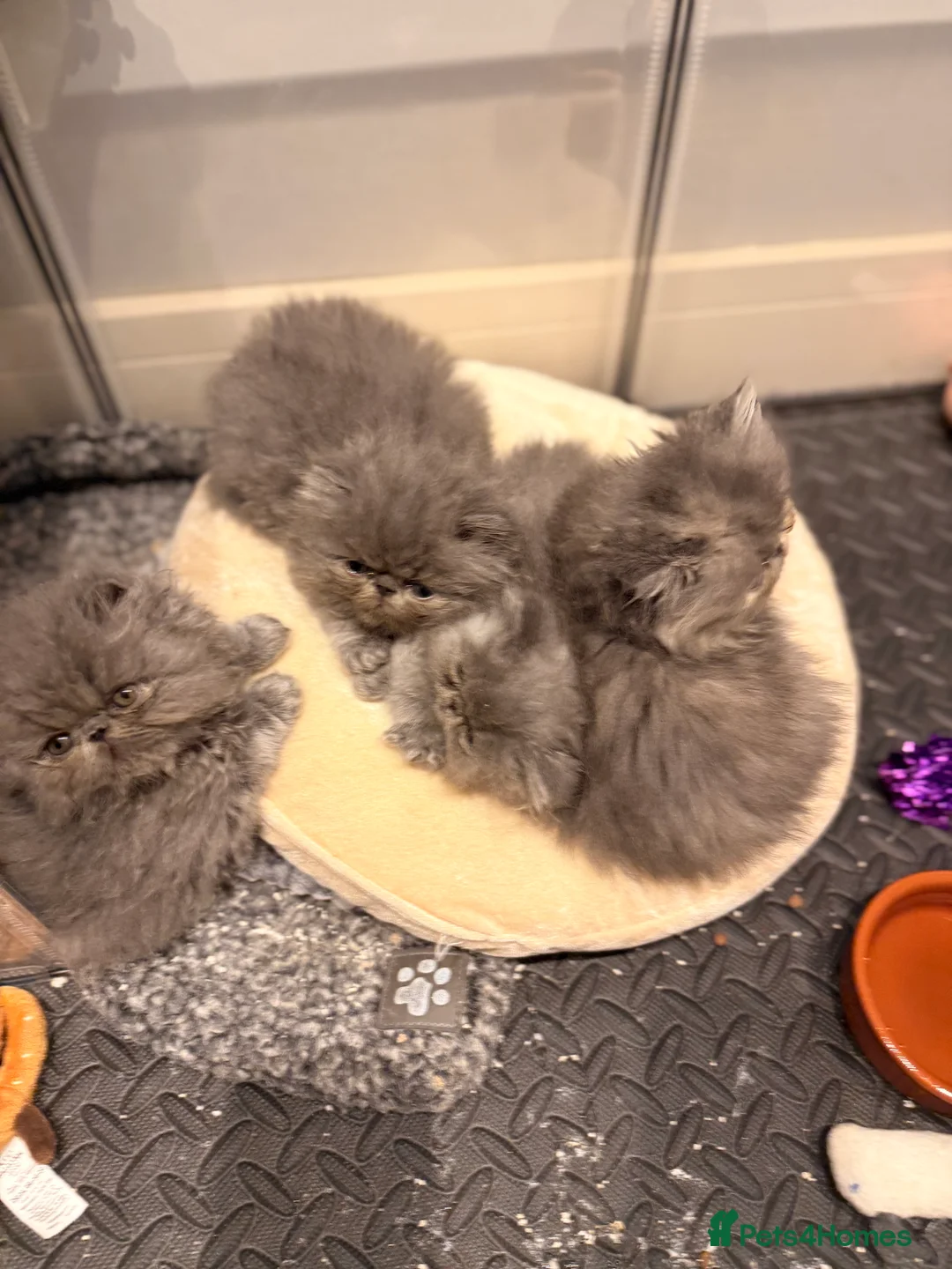 Persian cats for sale: GCCF Registered Blue Persian Kittens  - Advert 8