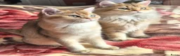 British Longhair cats for sale:  Tica registered BLH/BSH golden shaded  kittens  - Advert 5