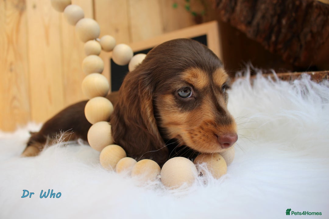 Miniature Dachshund dogs for sale: KC Health tested Licensed breeder 12 years exp - Image 19