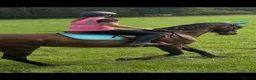 English Thoroughbred horses for sale: A real confidence giver  - Advert 3