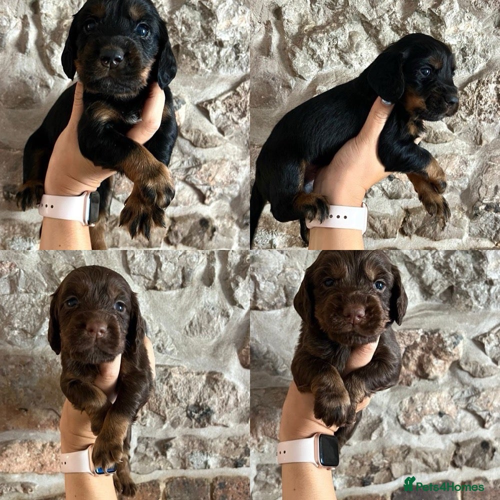 Cocker Spaniel dogs KC Cocker spaniels ready 2nd July. - Advert 10