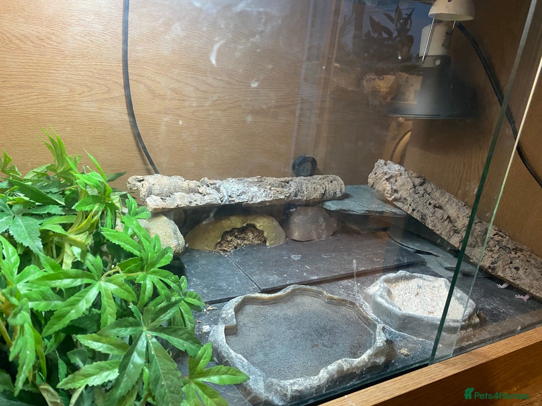 Leopard Gecko reptiles for sale: Snow leopard gecko and vivarium  - Image 3