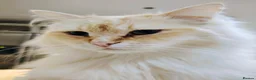 Siberian cats for sale: Stunning older Siberian cats for sale - Advert 18