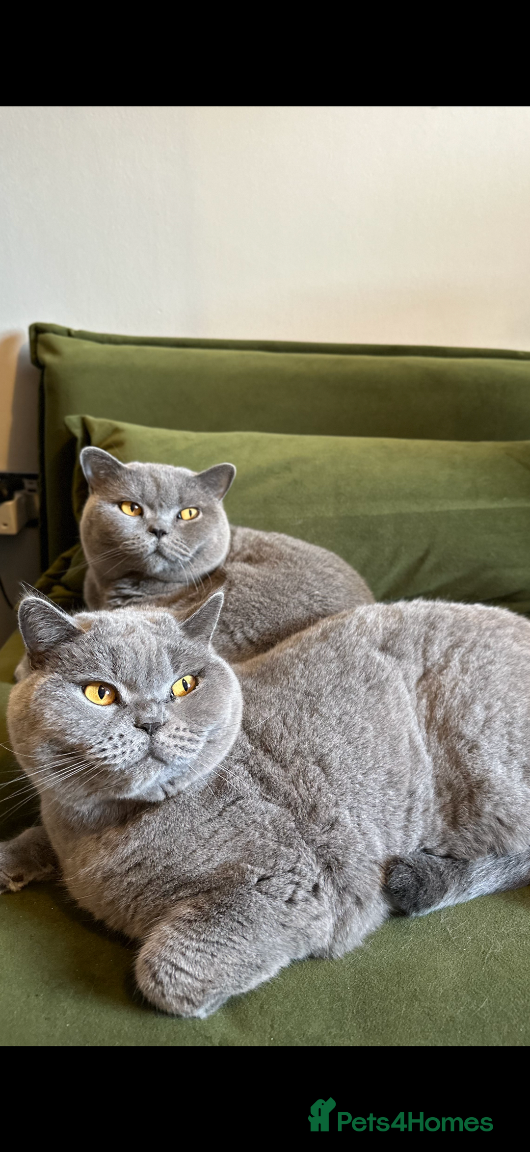 British Shorthair cats for sale: 2 cuddly bsh best friends  - Advert 5