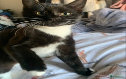 Mixed Breed cats for sale: Two gorgeous girls - Advert 4