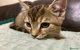 Bengal cats for sale: Bengal x Tabby Kittens  - Image 6