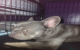 French Bulldog dogs for sale: Lilac and tan isabella fluffy carrier male  - Advert 8