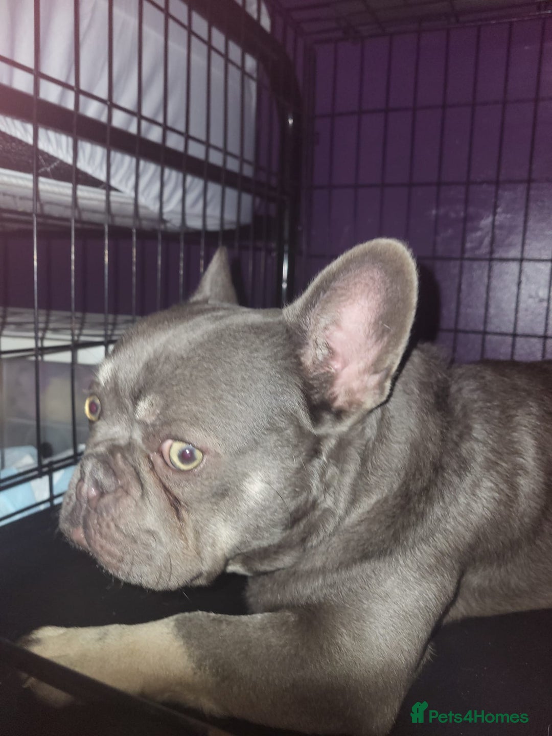 French Bulldog dogs for sale: Lilac and tan isabella fluffy carrier male  - Advert 8