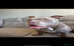 American Bully dogs for sale: BEAUTIFUL POCKET BULLY - Image 3
