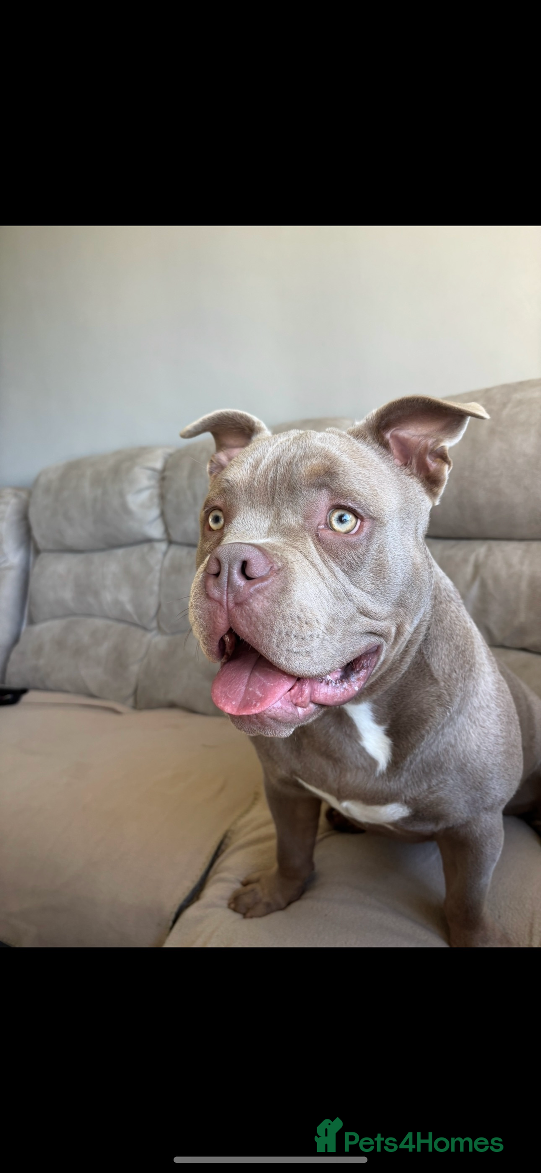 American Bully dogs for sale: BEAUTIFUL POCKET BULLY - Image 3