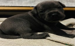Staffordshire Bull Terrier dogs for sale: KC Registered Blue Staffordshire bull terrier - Image 4