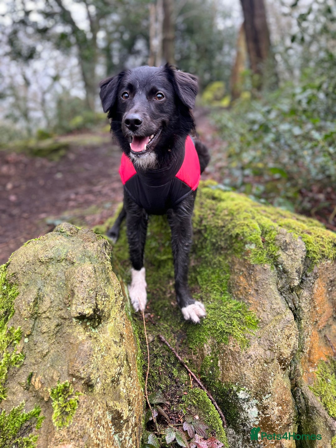 Sprollie dogs for sale: Dog in need of rehoming - Advert 2