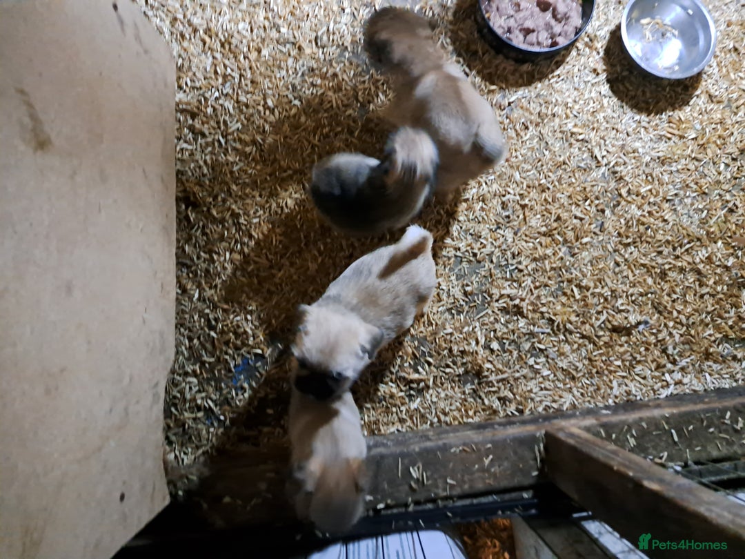 Mixed Breed dogs for sale: Perfect litter of pug cross shih-tzu  - Advert 10
