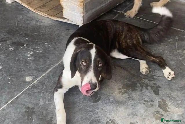 Mixed Breed dogs Elin, 2-3 yrs old. Available for adoption. - Advert 21